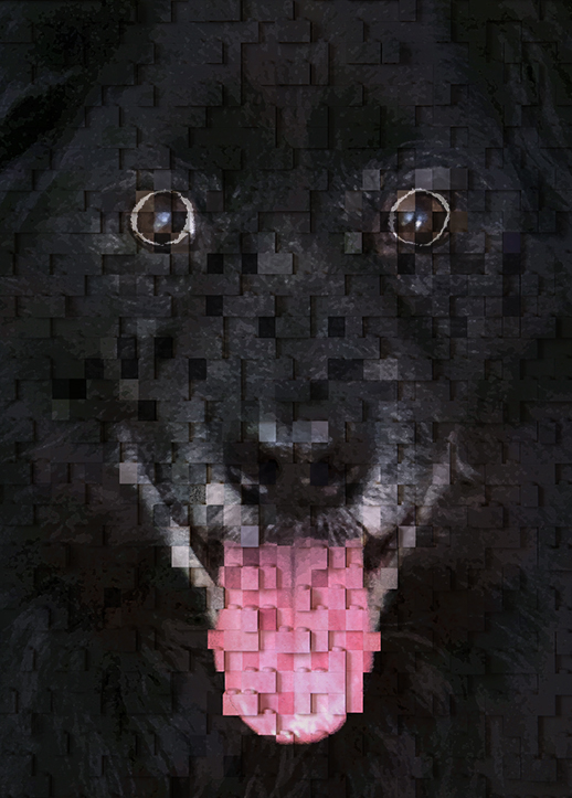 避難犬